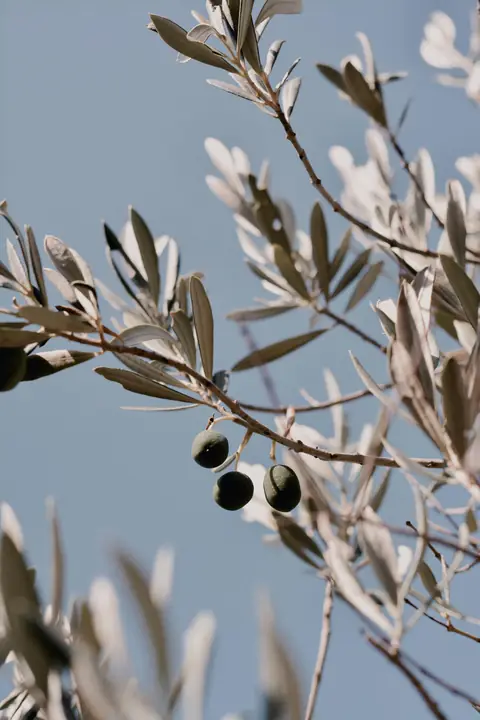 Rama de olivo con aceitunas sobre cielo azul
